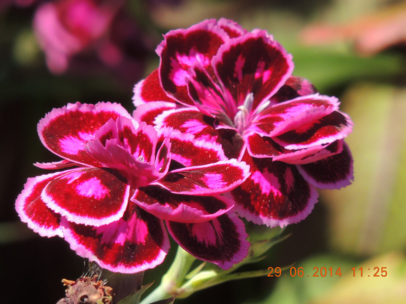 flowers 2014 1464_.jpg