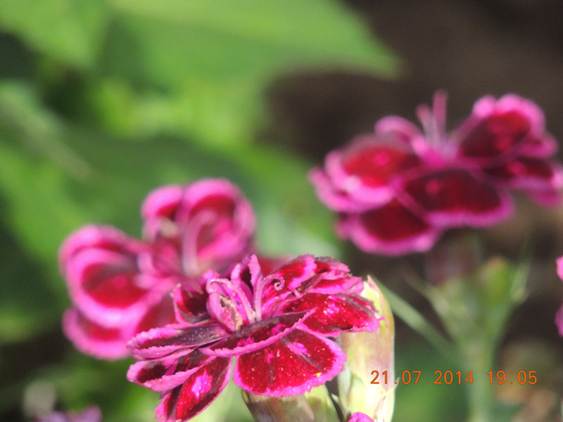 flowers 2014 1867_.jpg