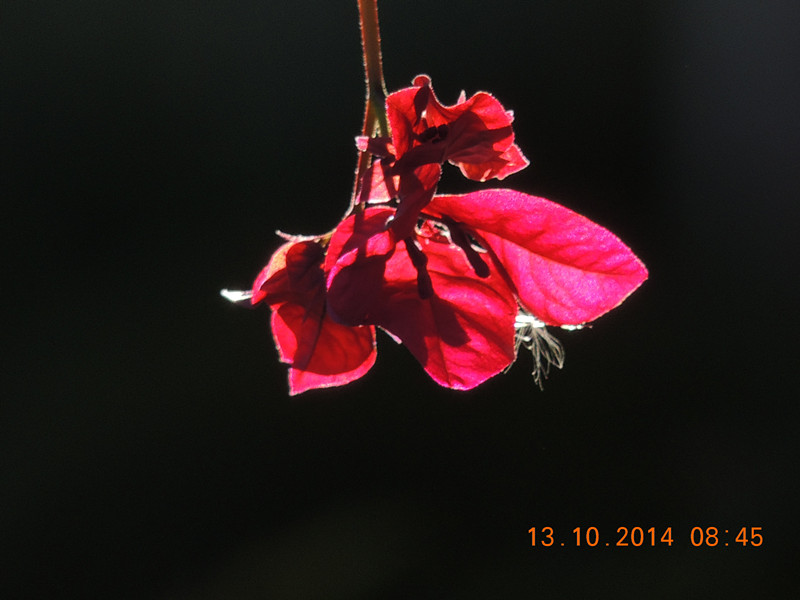 Flowers 2014 2356_.jpg