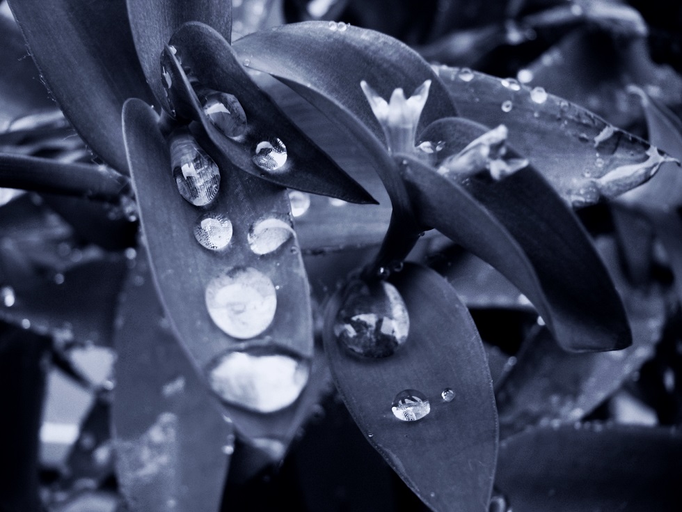 l1650669_conew1 - Copy.jpg