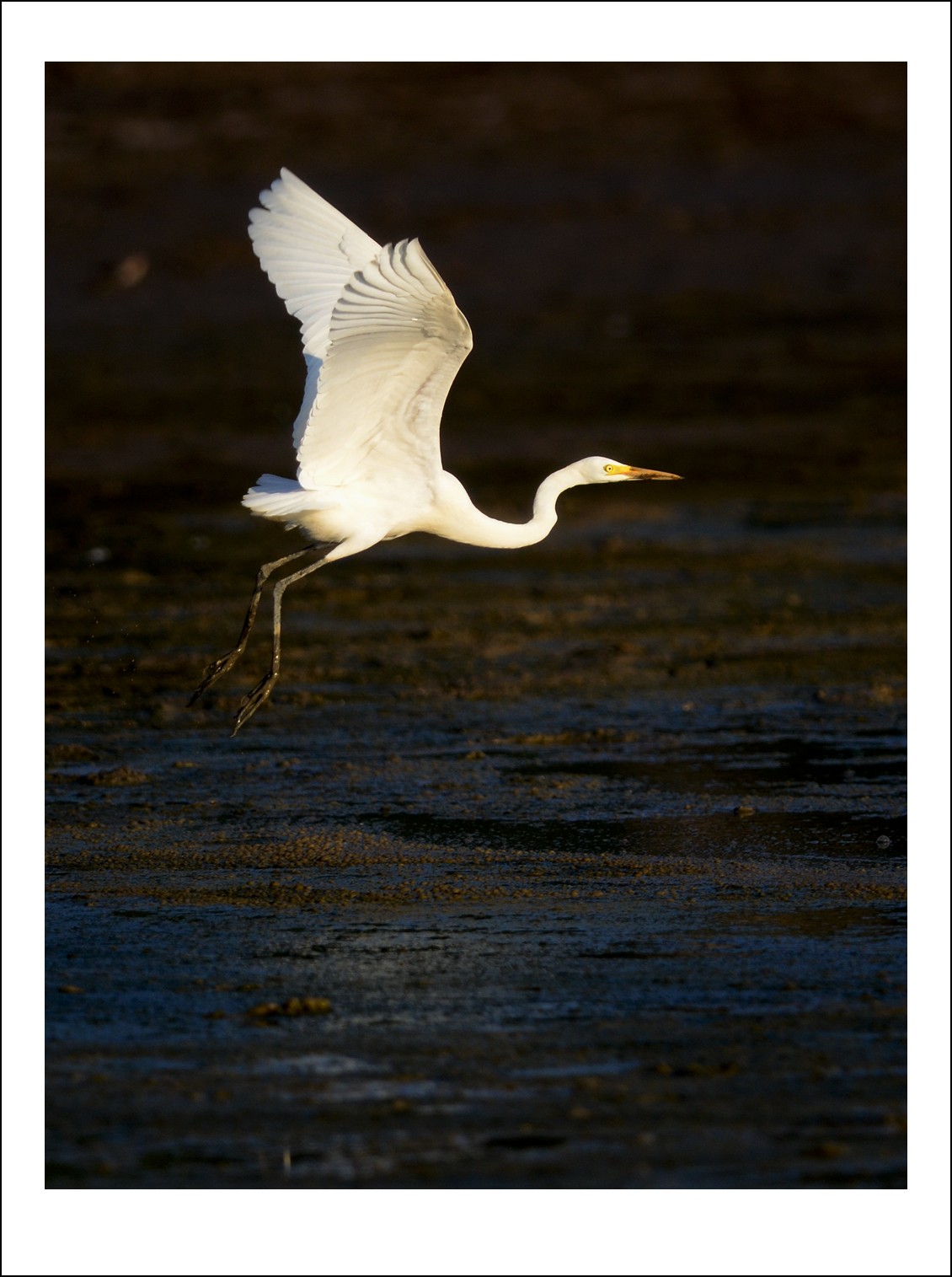 DSC_7990_conew1.jpg