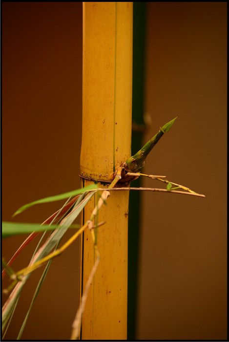 DSC_6730.jpg