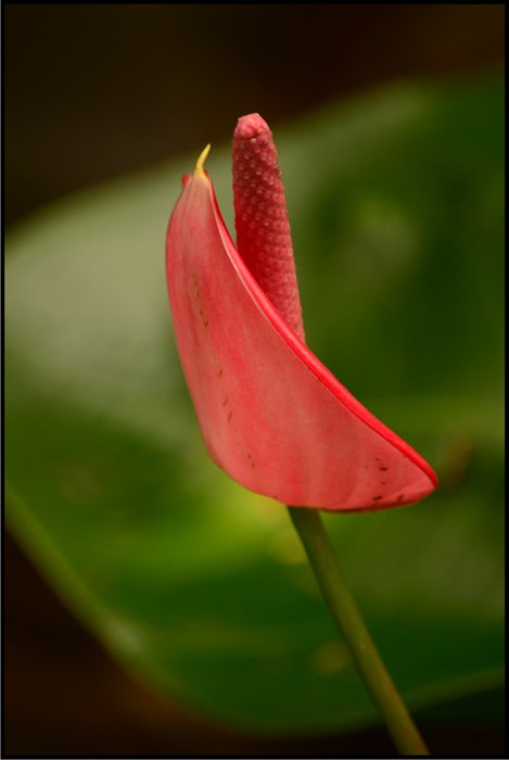 DSC_6664.jpg