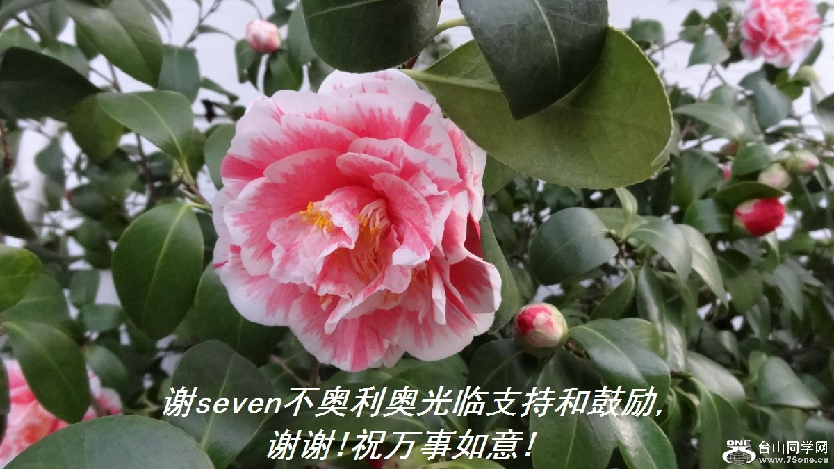 лseven¹ֺ֧͹,лл!ף!.jpg