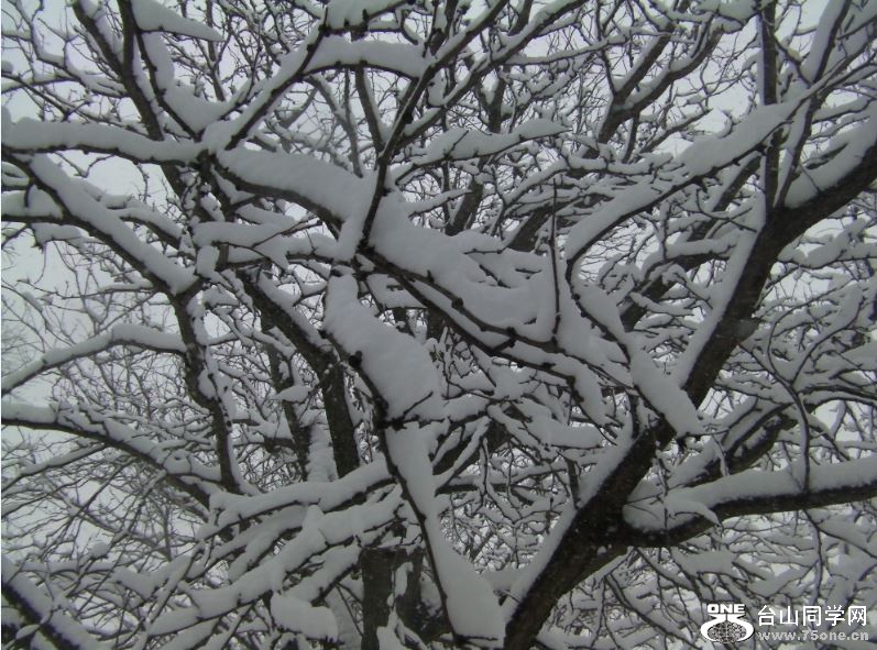 Snowing in Chicago