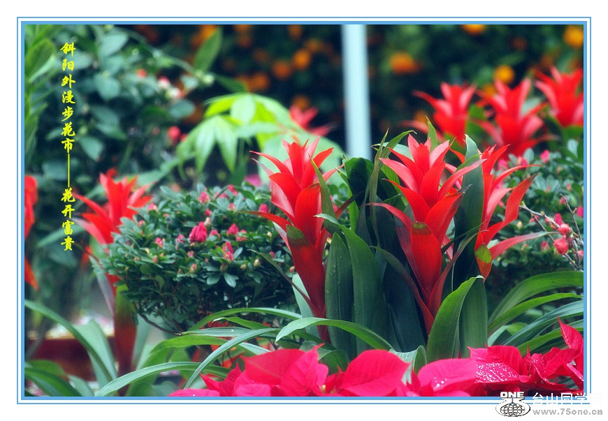 _MG_75292015.1.1_.jpg
