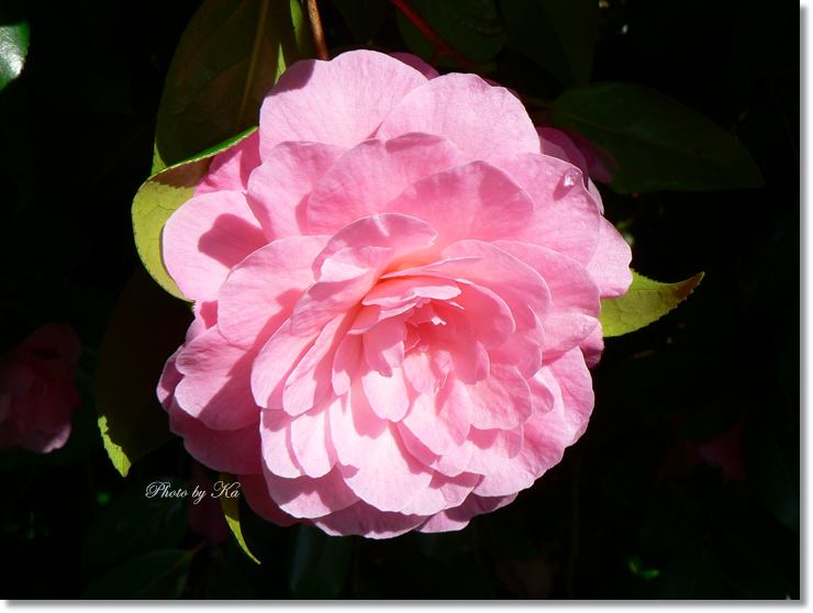 flowers 12--10--14 752.jpg