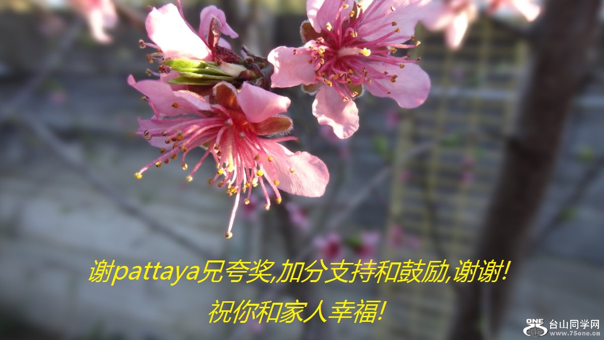 лpattayaֿ佱,ӷֺ֧͹,лл!ףͼҸ!.jpg