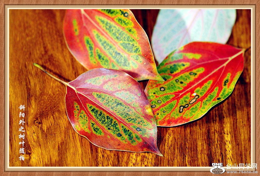 _MG_17842015.2.25__.jpg