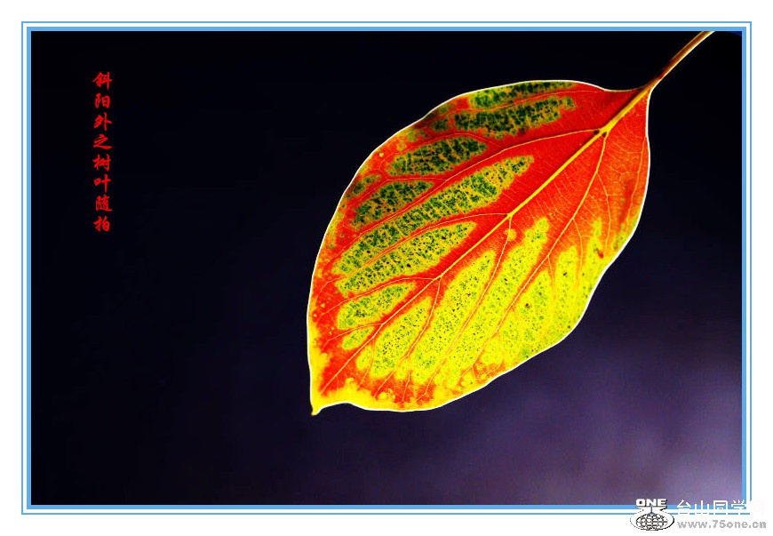 _MG_16752015.2.25__.jpg