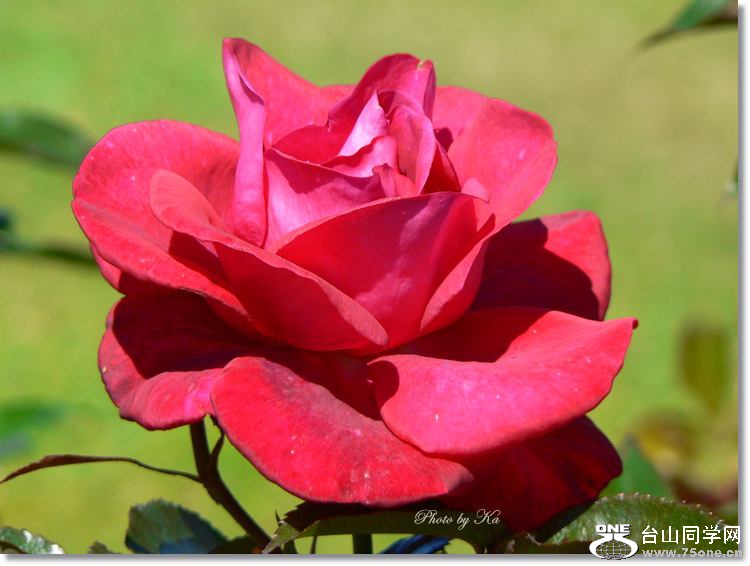 Flowers 08-03-15 438.jpg