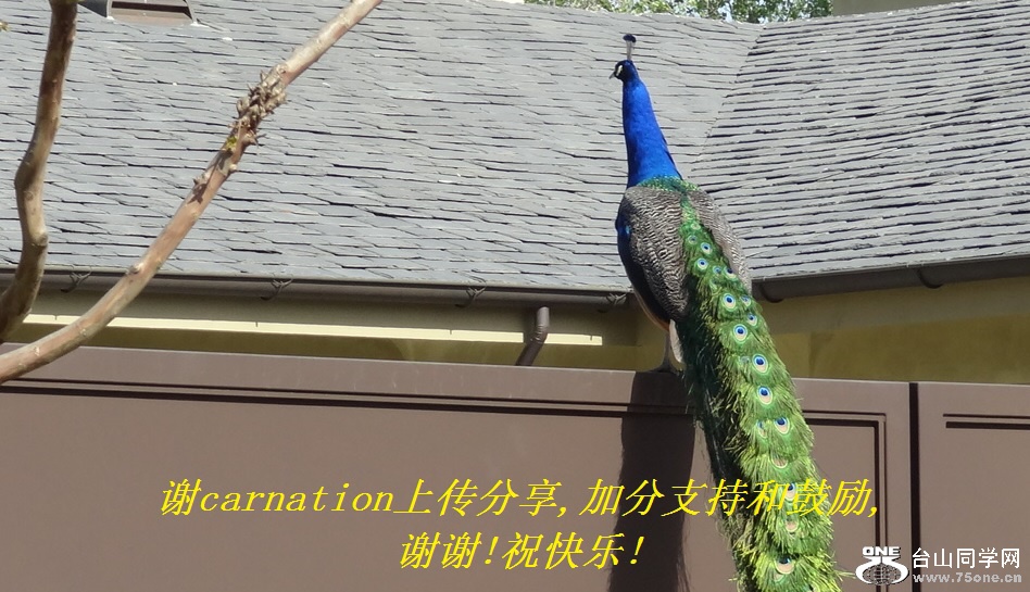 лcarnationϴ,ӷֺ֧͹,лл!ף!.jpg