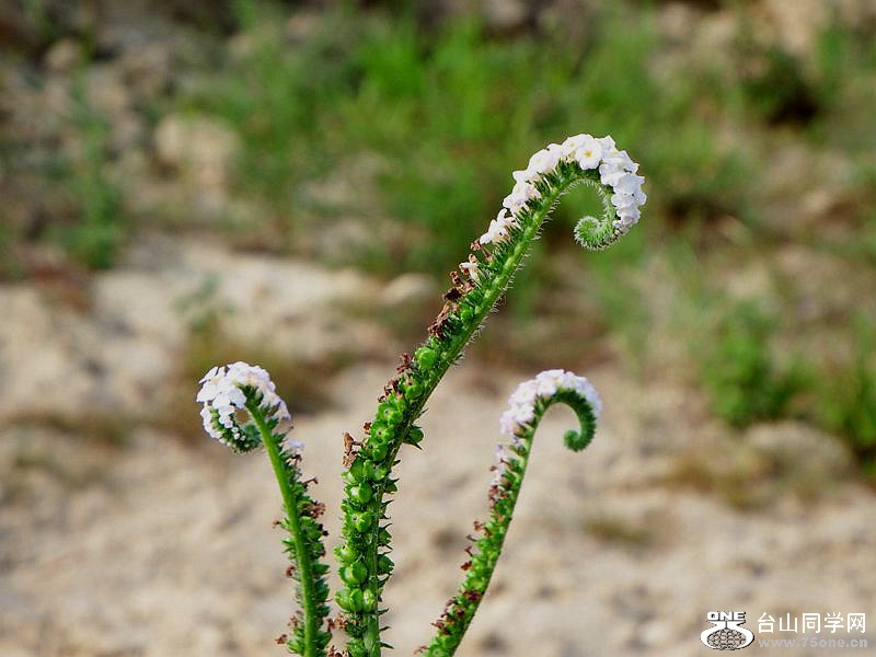 A_000082.jpg