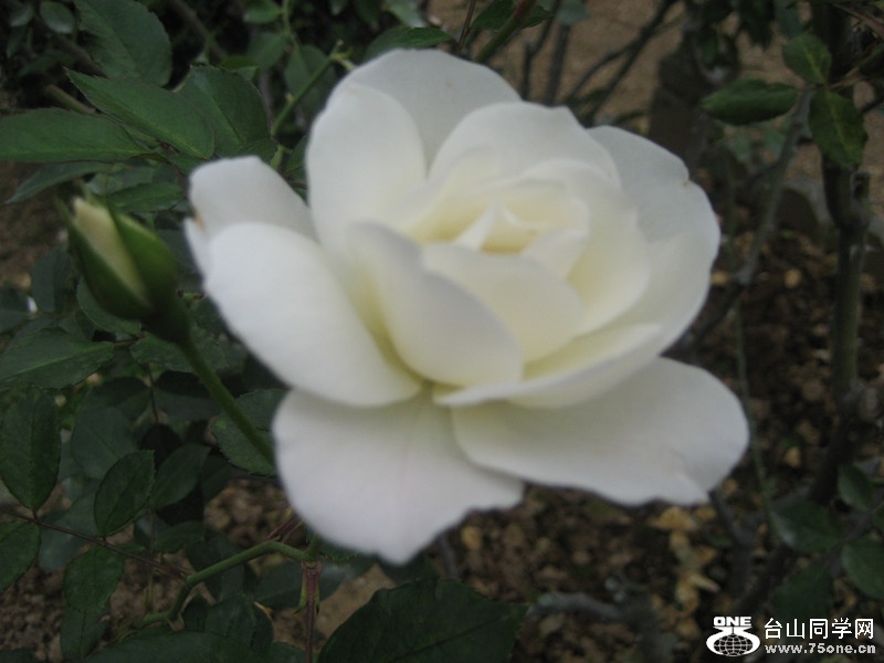 2015 104_.jpg