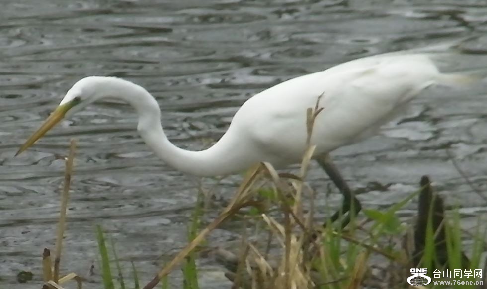 white crane&nbsp;&nbsp;5-3-2015-12.JPG