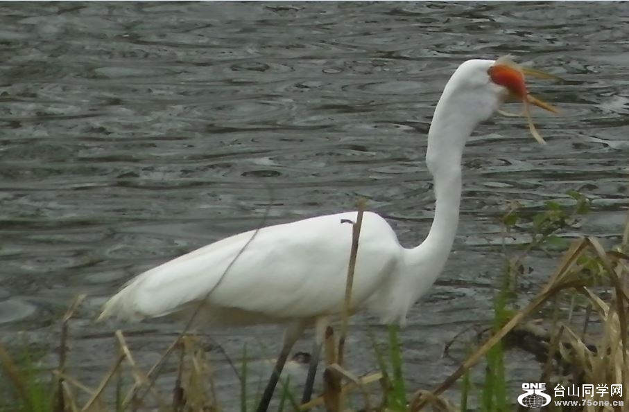 white crane&nbsp;&nbsp;5-3-2015-5.JPG