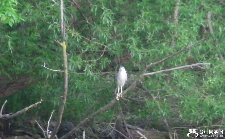 night heron 5-15-2015-e.JPG