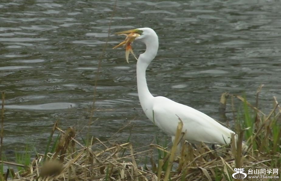 white crane&nbsp;&nbsp;5-3-2015-4.JPG