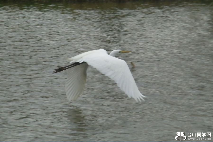 white crane&nbsp;&nbsp;5-3-2015-10.JPG