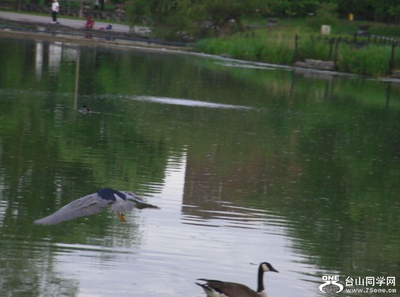 night heron 5-15-2015-b.JPG