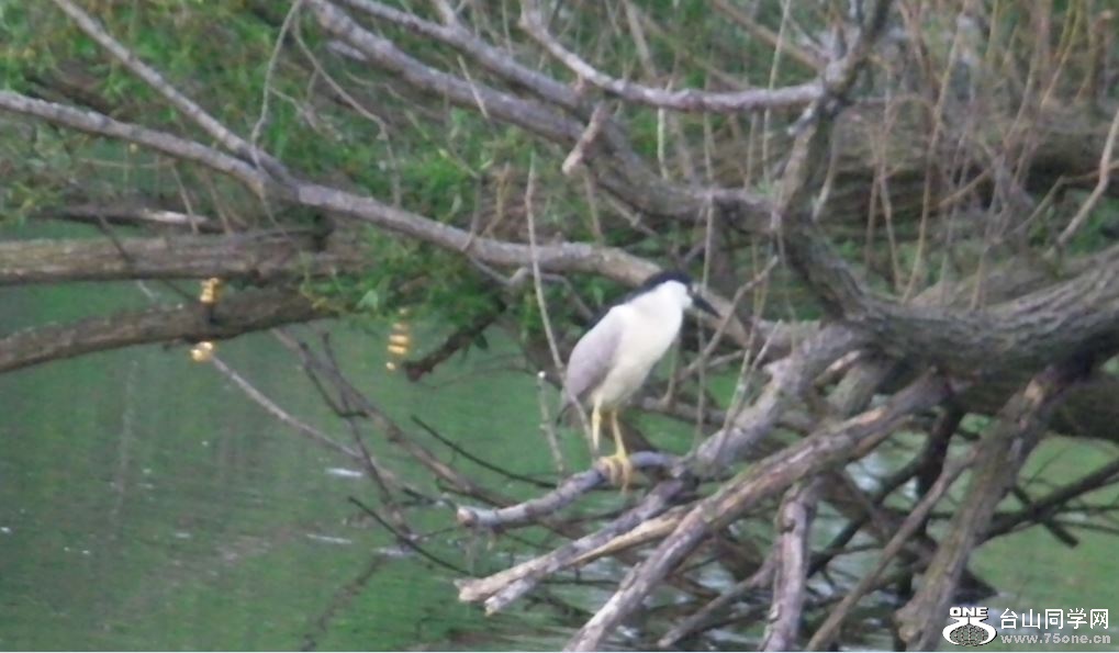 night heron 5-15-2015-d.JPG