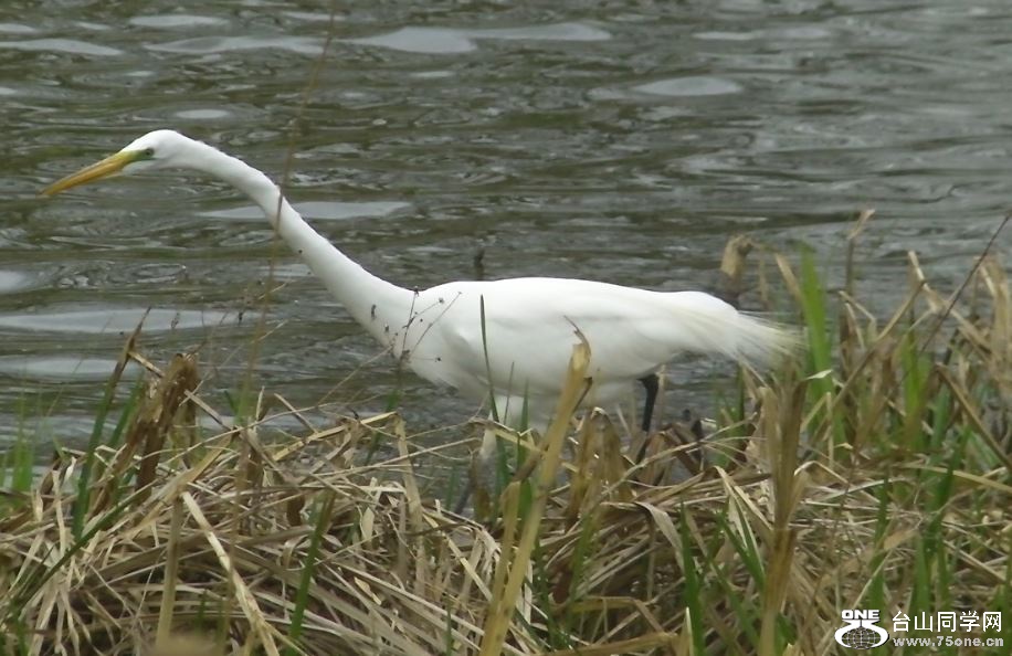 white crane&nbsp;&nbsp;5-3-2015-2.JPG