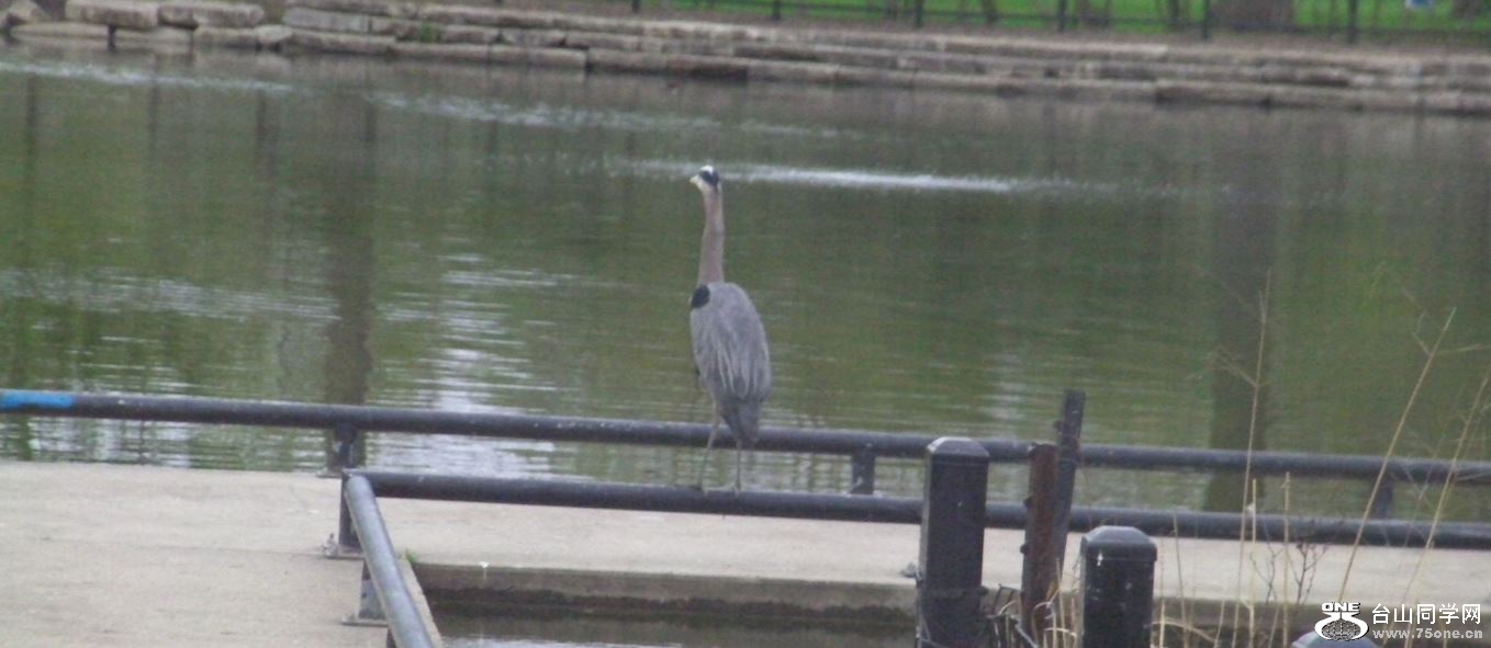 heron-5-10-2015-1.JPG