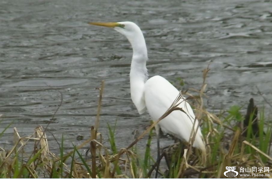 white crane&nbsp;&nbsp;5-3-2015-8.JPG