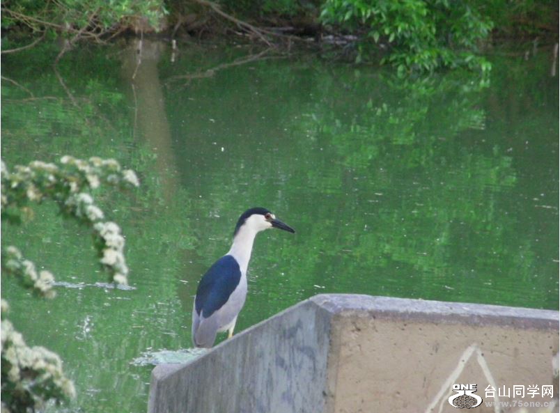 night heron 5-15-2015.JPG