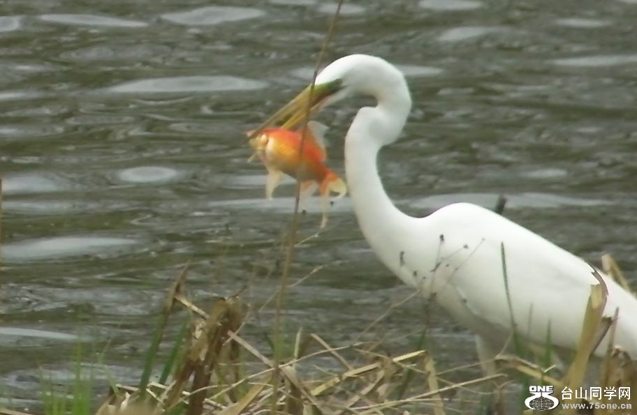 white crane&nbsp;&nbsp;5-3-2015-3.JPG