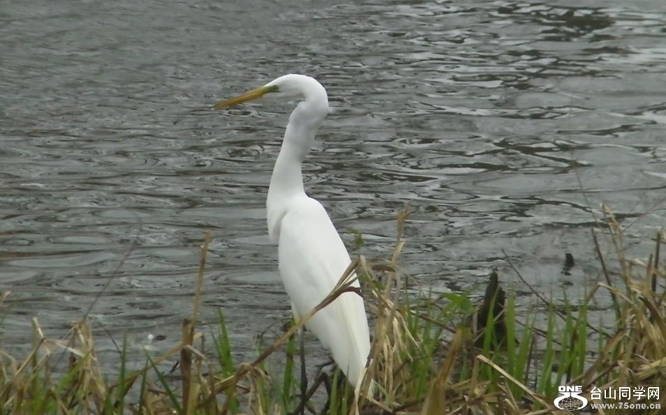 white crane&nbsp;&nbsp;5-3-2015-7.JPG