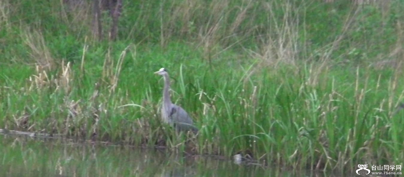 heron-5-10-2015-3.JPG