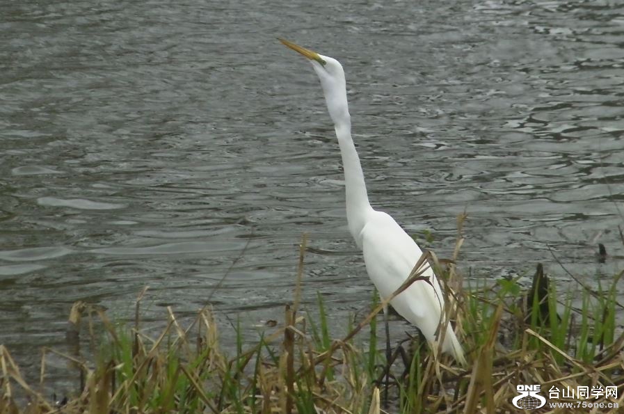 white crane&nbsp;&nbsp;5-3-2015-6.JPG