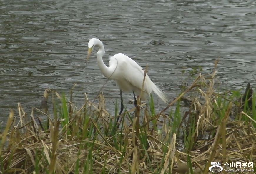 white crane&nbsp;&nbsp;5-3-2015-1.JPG