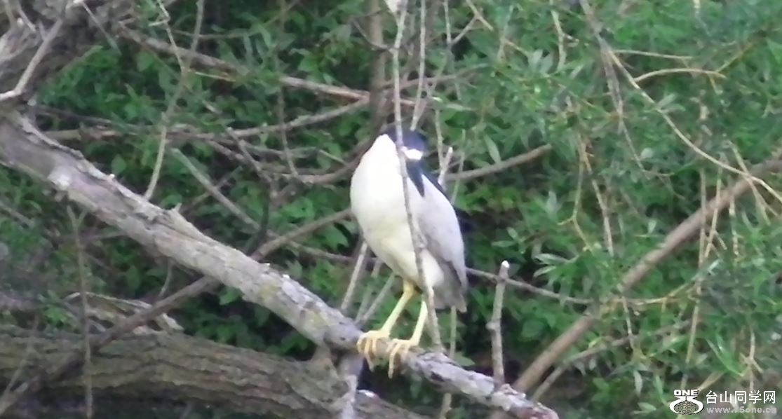 night heron 5-15-2015-c.JPG