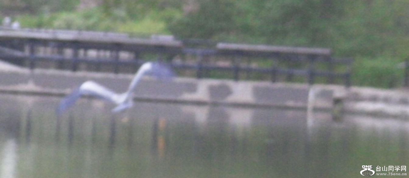 heron-5-10-2015-6.JPG