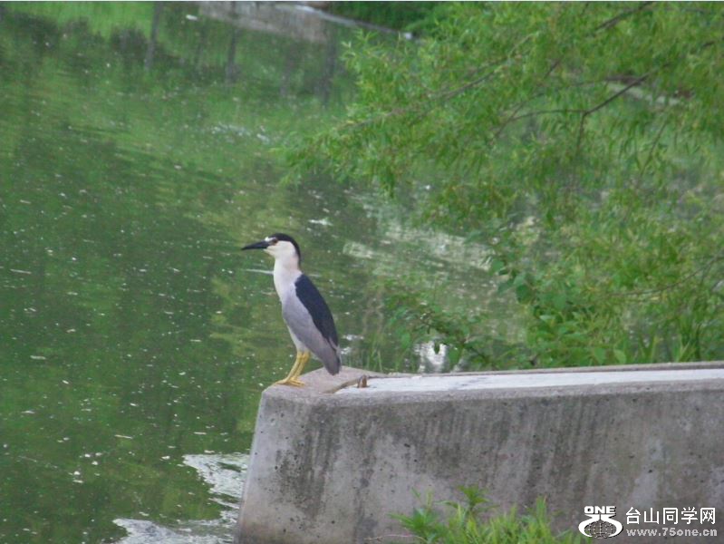 night heron 5-15-2015-a.JPG