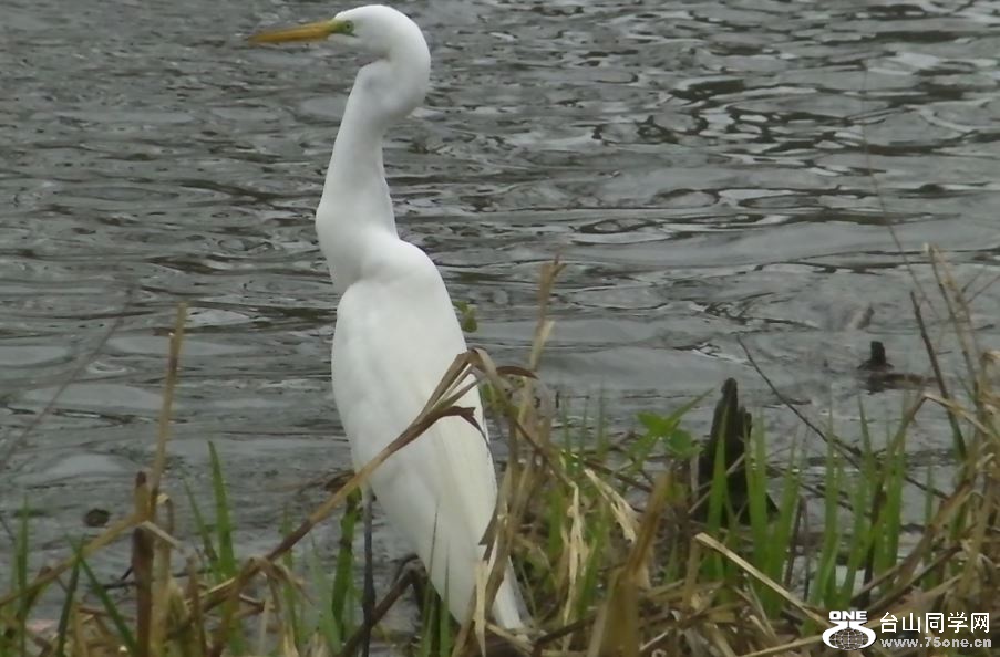 white crane&nbsp;&nbsp;5-3-2015-9.JPG