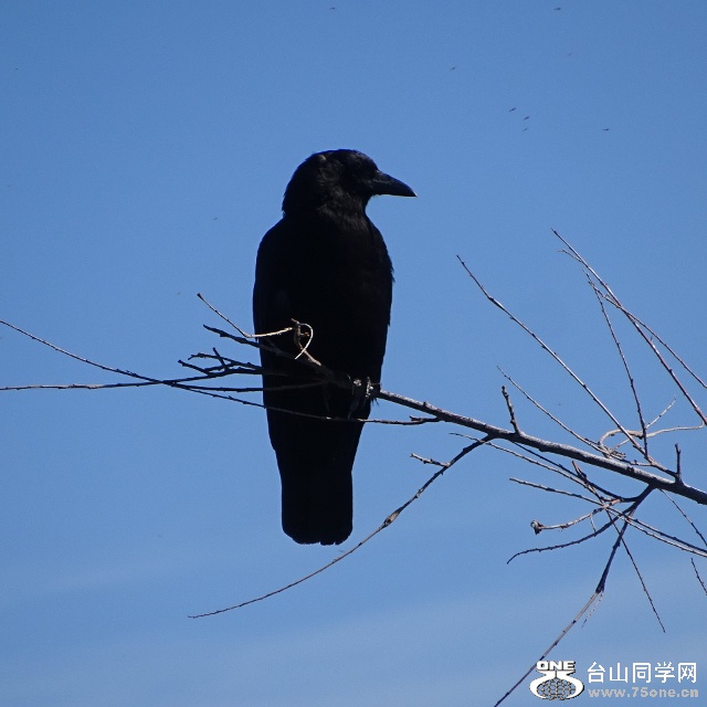 DSC02305 (640x640).jpg