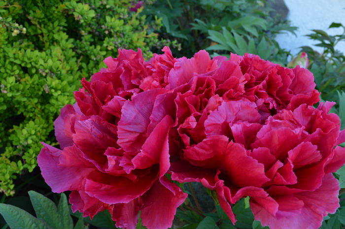 DSC_1004.JPG