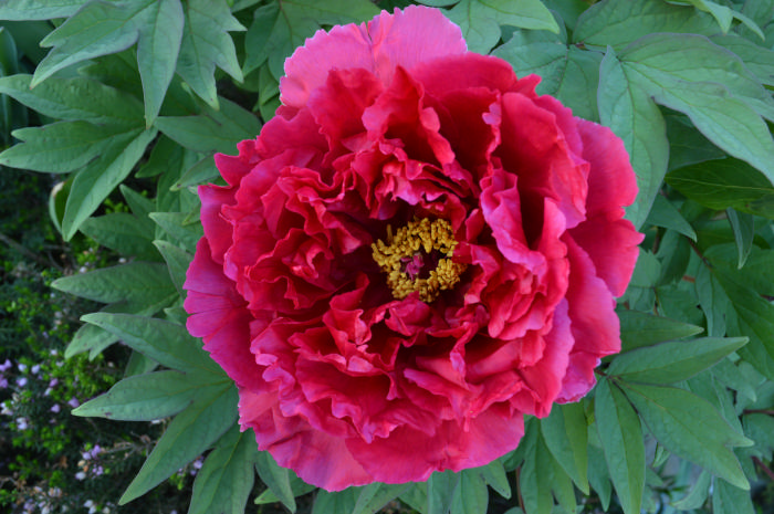 DSC_1002.JPG