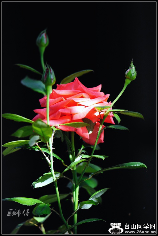 DSC_2398_.jpg