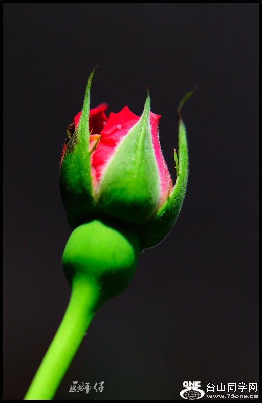 DSC_2374_.jpg