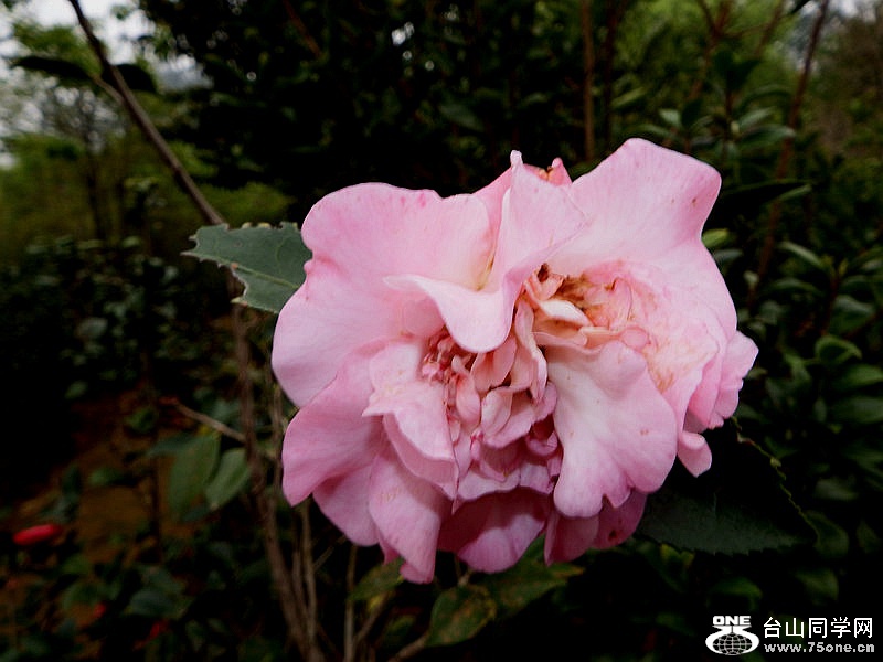 DSCF3840.jpg