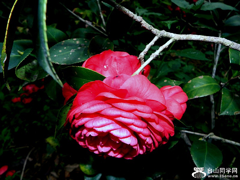 DSCF3835.jpg