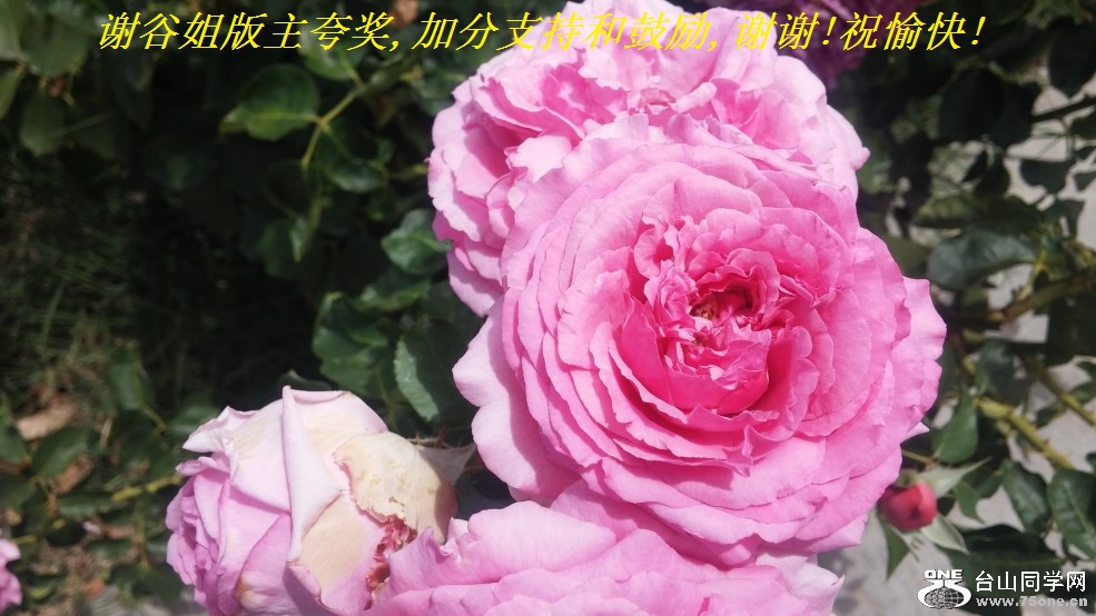 лȽ佱,ӷֺ֧͹,лл!ף!.jpg