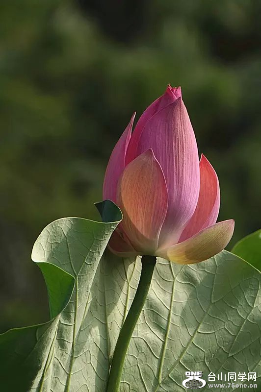 psb (12).jpg