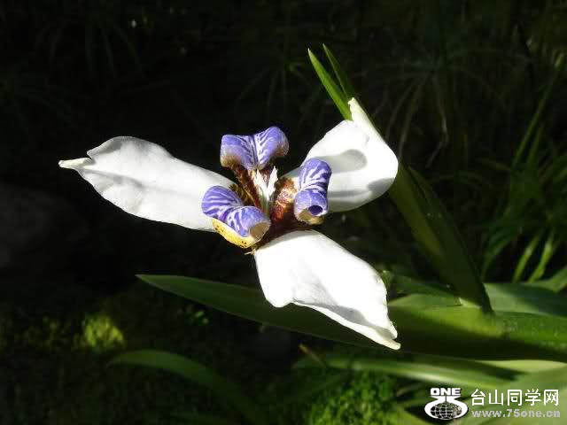 unknown orchid.jpg