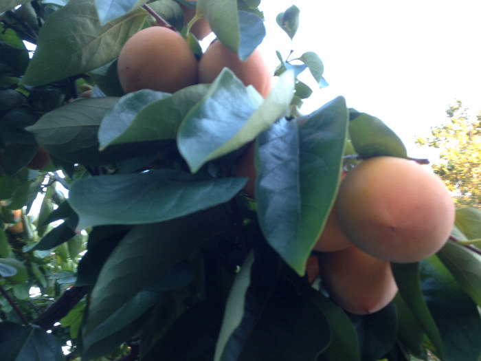 ½ļ (3)F10596CF-B53A-4A28-8786-1D1A6A5E26DC.jpg