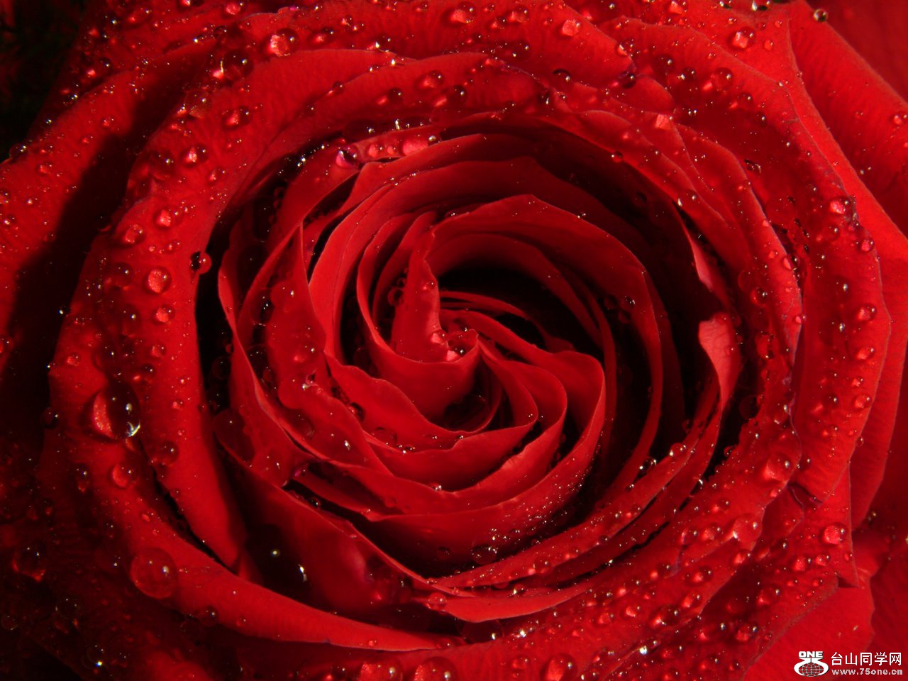 Rose Rouge2[1].jpg